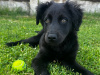 Gorgeous Border Collie X Cockapoo Pup For Sale 4