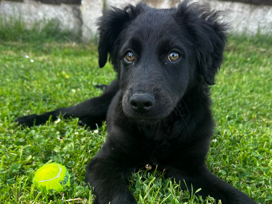 Gorgeous Border Collie X Cockapoo Pup For Sale 4