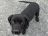 Labrador Cross 3