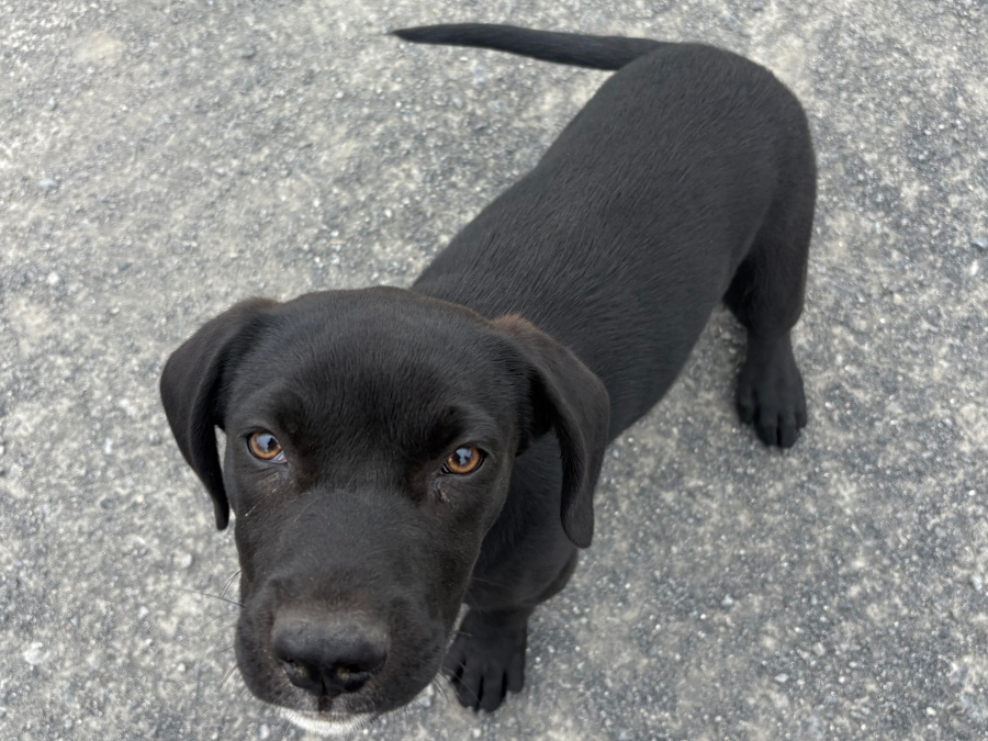 Labrador Cross 3