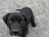 Labrador Cross 2