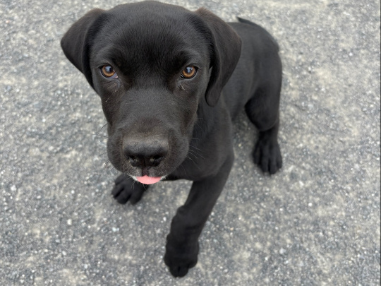 Labrador Cross
