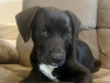 Labrador Cross 4