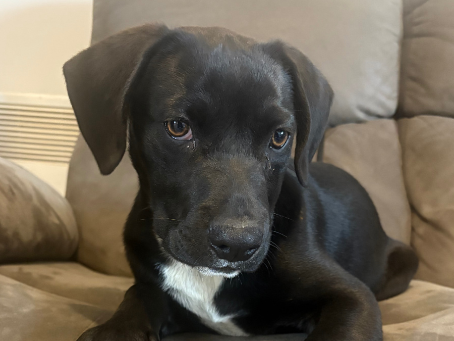 Labrador Cross 4