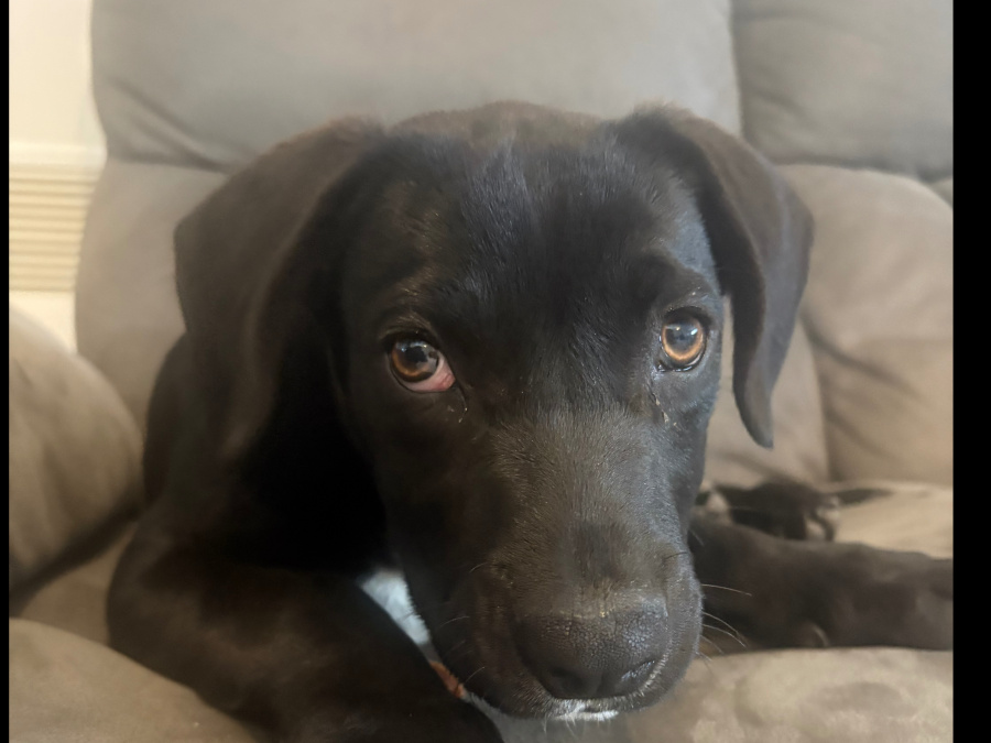 Labrador Cross 5
