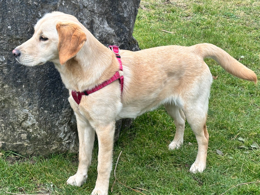 Female Labrador Retriever 4