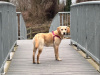 Female Labrador Retriever 2