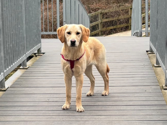 Female Labrador Retriever