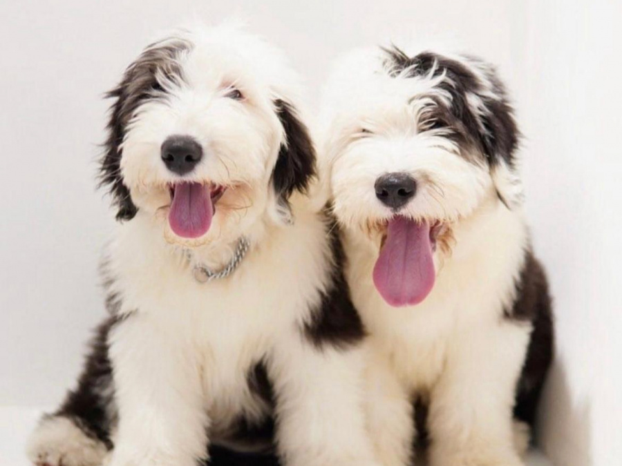 IKC Registered Old English Sheepdog puppies 1