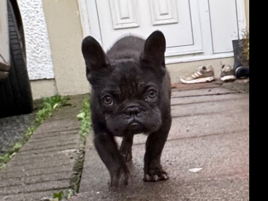 French bulldog