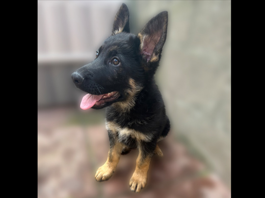 German shepherd puppies