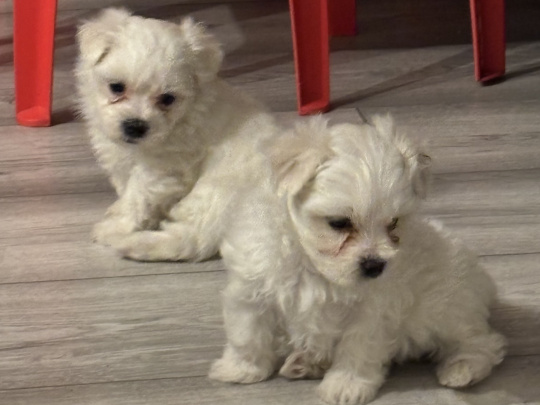 Maltese Pups