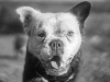 French x Old English Bulldog Puppies 6