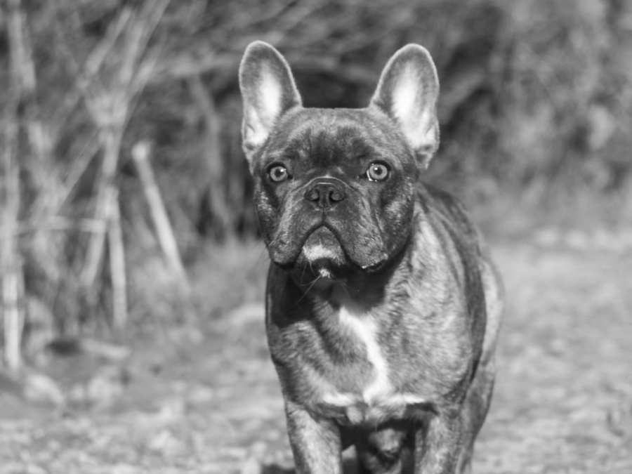 French x Old English Bulldog Puppies 5