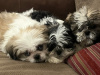 Amazing Family Pets 3