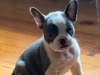 French x Old English Bulldog Puppies 4