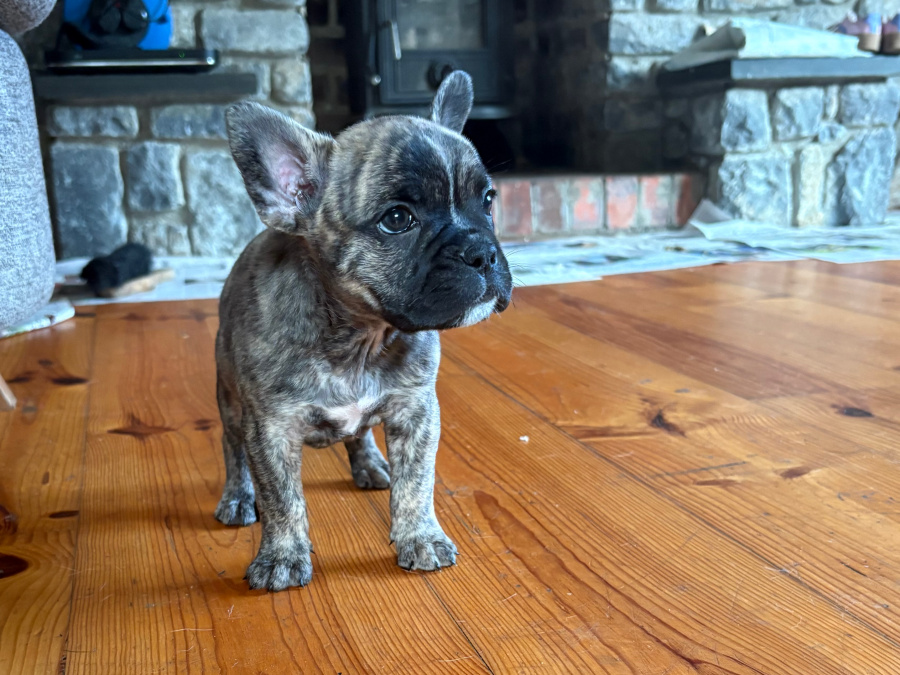 French x Old English Bulldog Puppies 3
