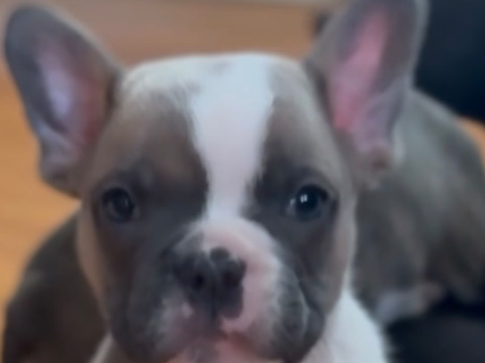 French x Old English Bulldog Puppies 1