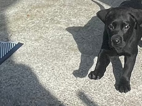 Friendly Labrador pups 4