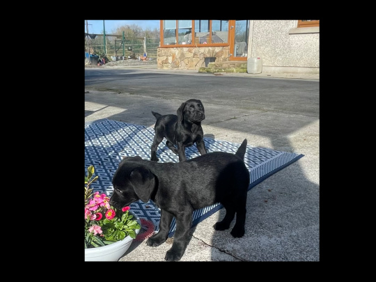 Friendly Labrador pups