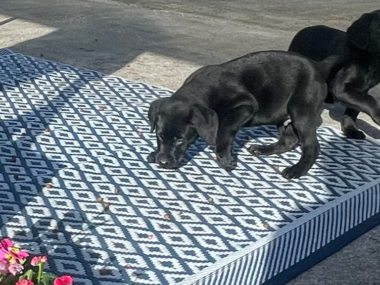 Friendly Labrador pups 3