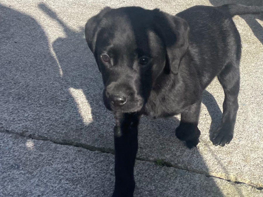 Friendly Labrador pups 2