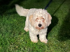 Cavachon puppy 4