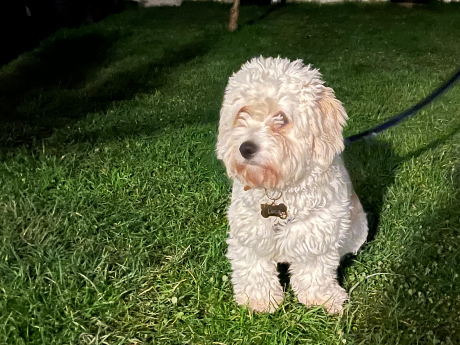 Cavachon puppy 3