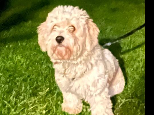 Cavachon puppy