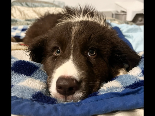 Retriever x Collie pups