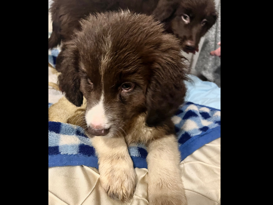 Retriever x Collie pups 2