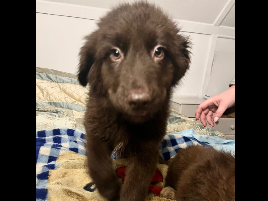 Retriever x Collie pups 3