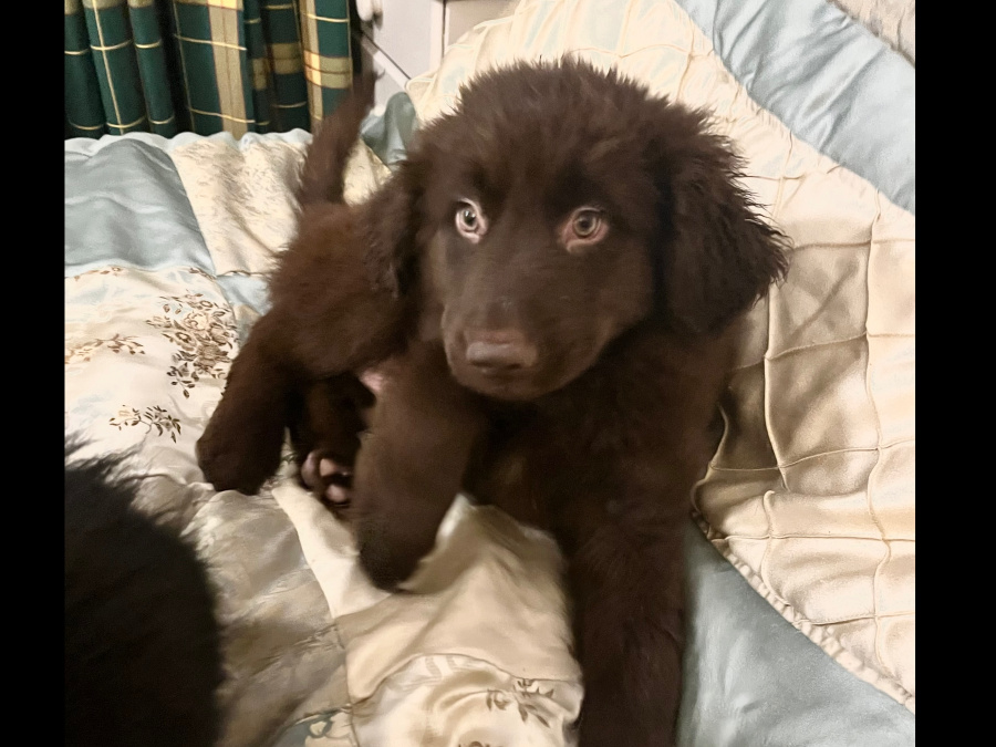 Retriever x Collie pups 9