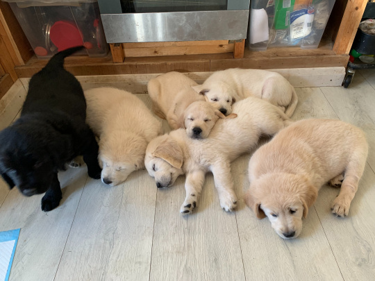 Beautiful Labrador/Retriever Cross Puppies