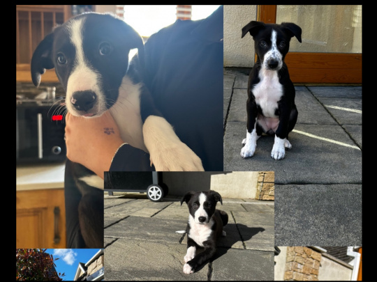 Beautiful border collie mix puppies for sale