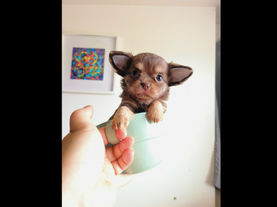 Purebred Chihuahua