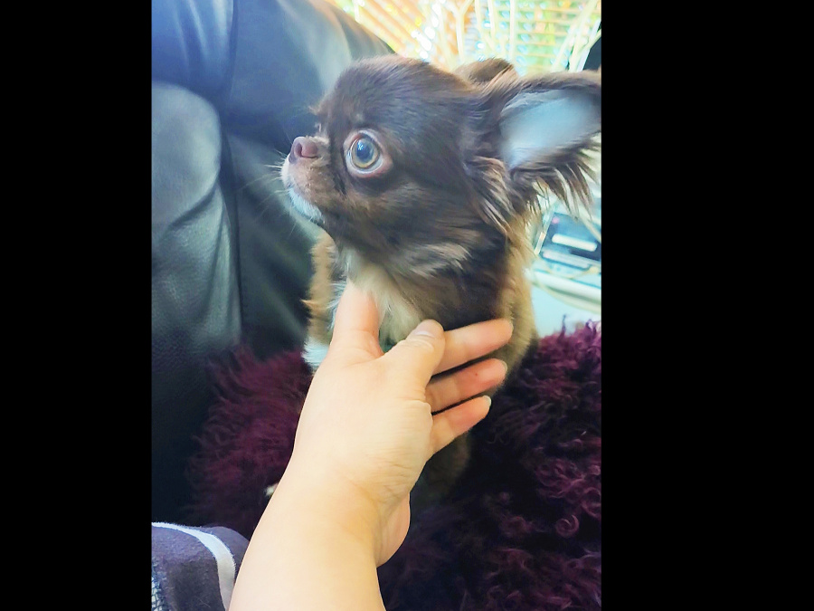 IKC registered Purebred Chihuahua for stud 0851117529 2