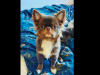 IKC registered Purebred Chihuahua for stud 0851117529 1