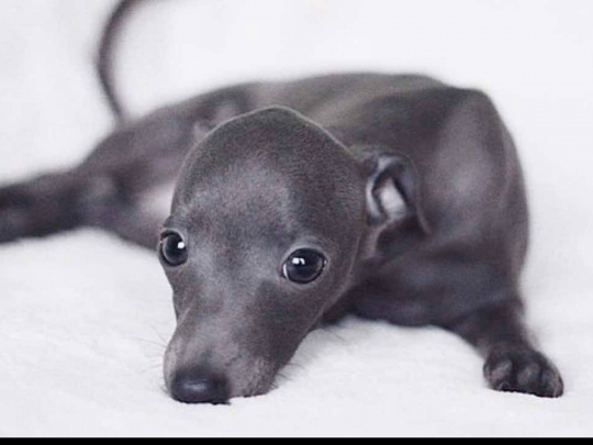 Italian greyhound