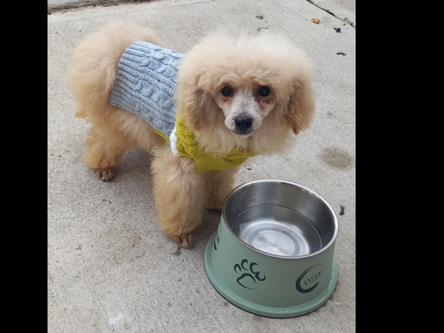 Beautiful Toy Poodle For Sale with Accessories, bed, cage & toys. 2