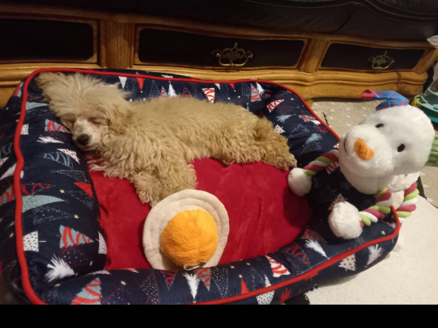 Beautiful Toy Poodle For Sale with Accessories, bed, cage & toys 4