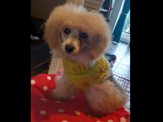 Beautiful Toy Poodle For Sale with Accessories, bed, cage & toys.