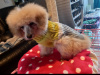 Beautiful Toy Poodle For Sale with Accessories, bed, cage & toys. 4