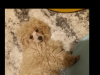 Beautiful Toy Poodle For Sale with Accessories, bed, cage & toys 1