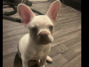French bulldog bitch 6 months 2