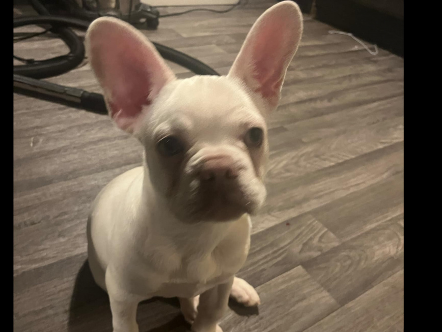 French bulldog bitch 6 months 2
