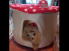 Beautiful Toy Poodle For Sale with Accessories, bed, cage & toys. 3