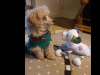 Beautiful Toy Poodle For Sale with Accessories, bed, cage & toys 7