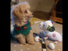 Beautiful Toy Poodle For Sale with Accessories, bed, cage & toys 3