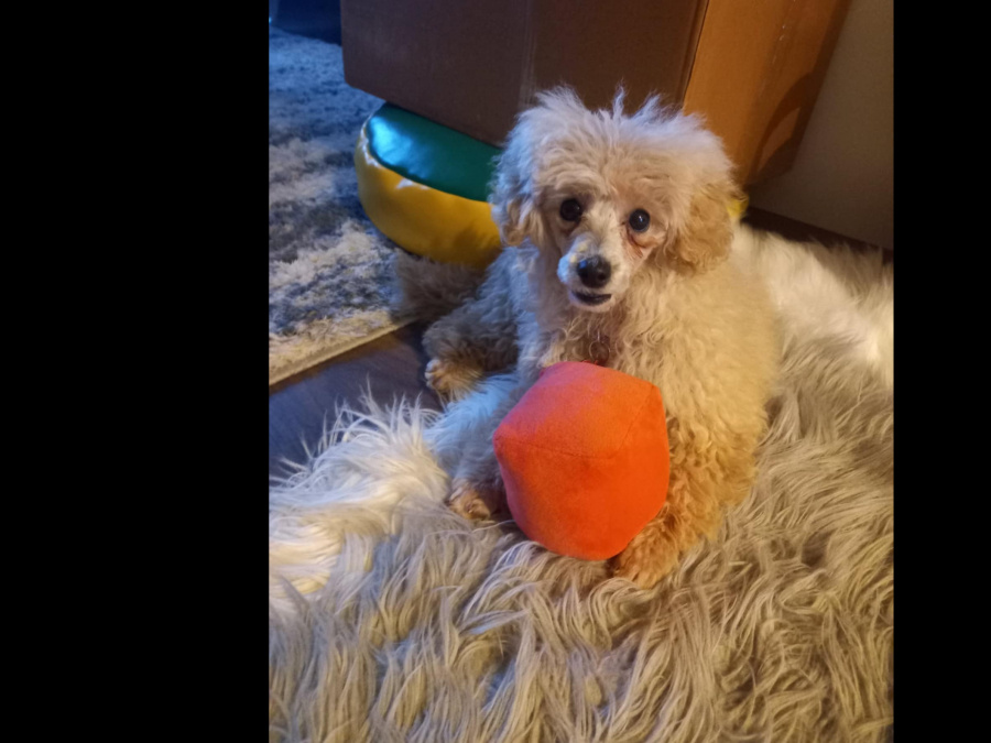 Beautiful Toy Poodle For Sale with Accessories, bed, cage & toys 5